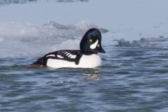 IMG_5951