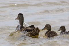 IMG_4766