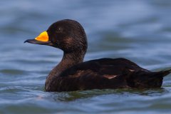 IMG_0968