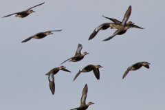 IMG_0338