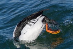 IMG_0482