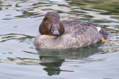 IMG_1916
