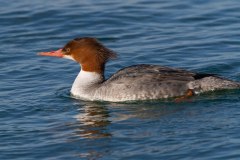 IMG_0052