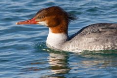 IMG_0054