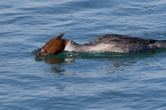 IMG_0058