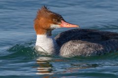 IMG_0066