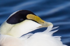 IMG_8414