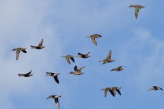 IMG_6441