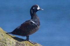 IMG_3708