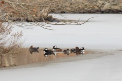 Hooded Merganser