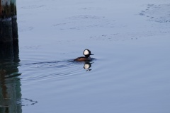 Hooded Merganser