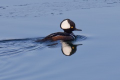 Hooded Merganser