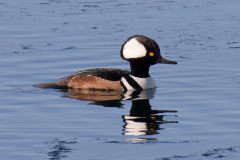 Hooded Merganser