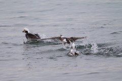 IMG_9950