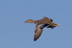 IMG_0017-Edit