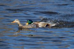 IMG_0511