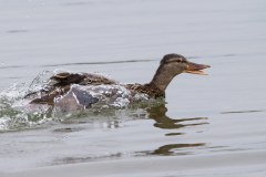 IMG_1099