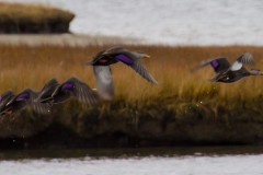 IMG_3447