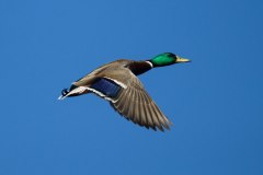 IMG_4171