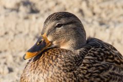 IMG_5757