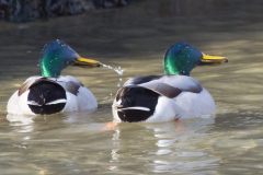 IMG_6500