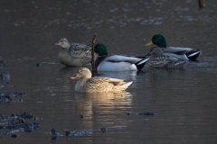 IMG_7468