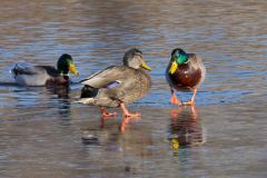 IMG_9347