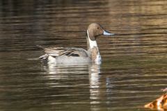 IMG_1156