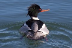 IMG_6584