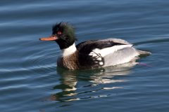 IMG_6596
