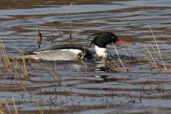 IMG_7152
