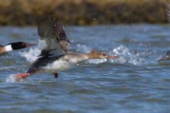 IMG_7414