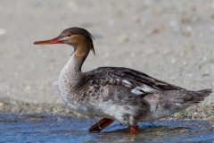 IMG_7958