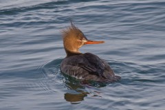IMG_9184