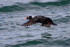 IMG_1146