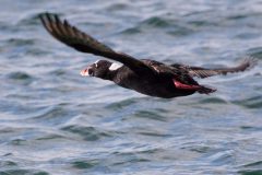 IMG_1147