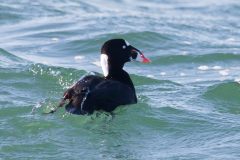 IMG_4082