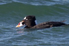 IMG_4095