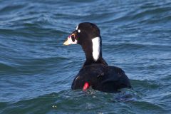 IMG_4202