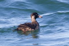 IMG_4680