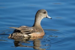 IMG_7423