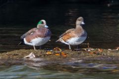 IMG_7572